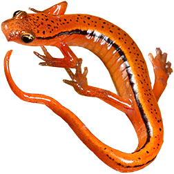  Brook Salamanders